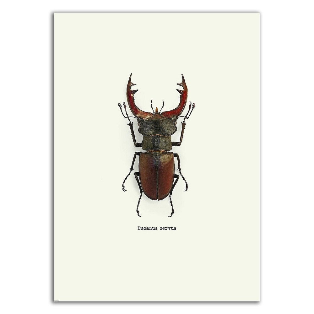 Beetle Red by GraphINC - Premium Canvas Wall Art Print, Ready to Hang - Perfect for Living Room, Bedroom & Office Decor