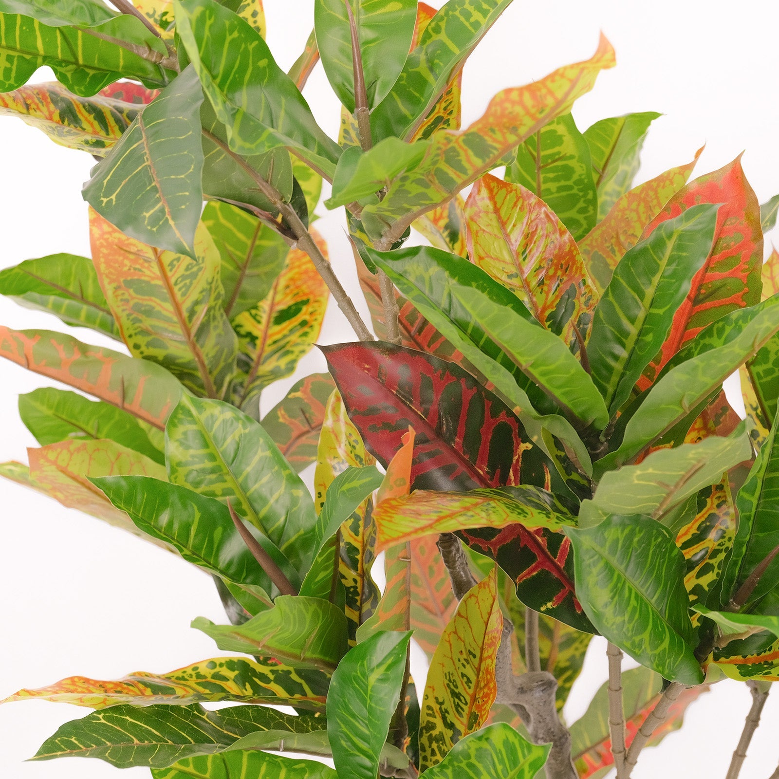Premium Large Artificial Petra Croton (Banyan) Plant - 49