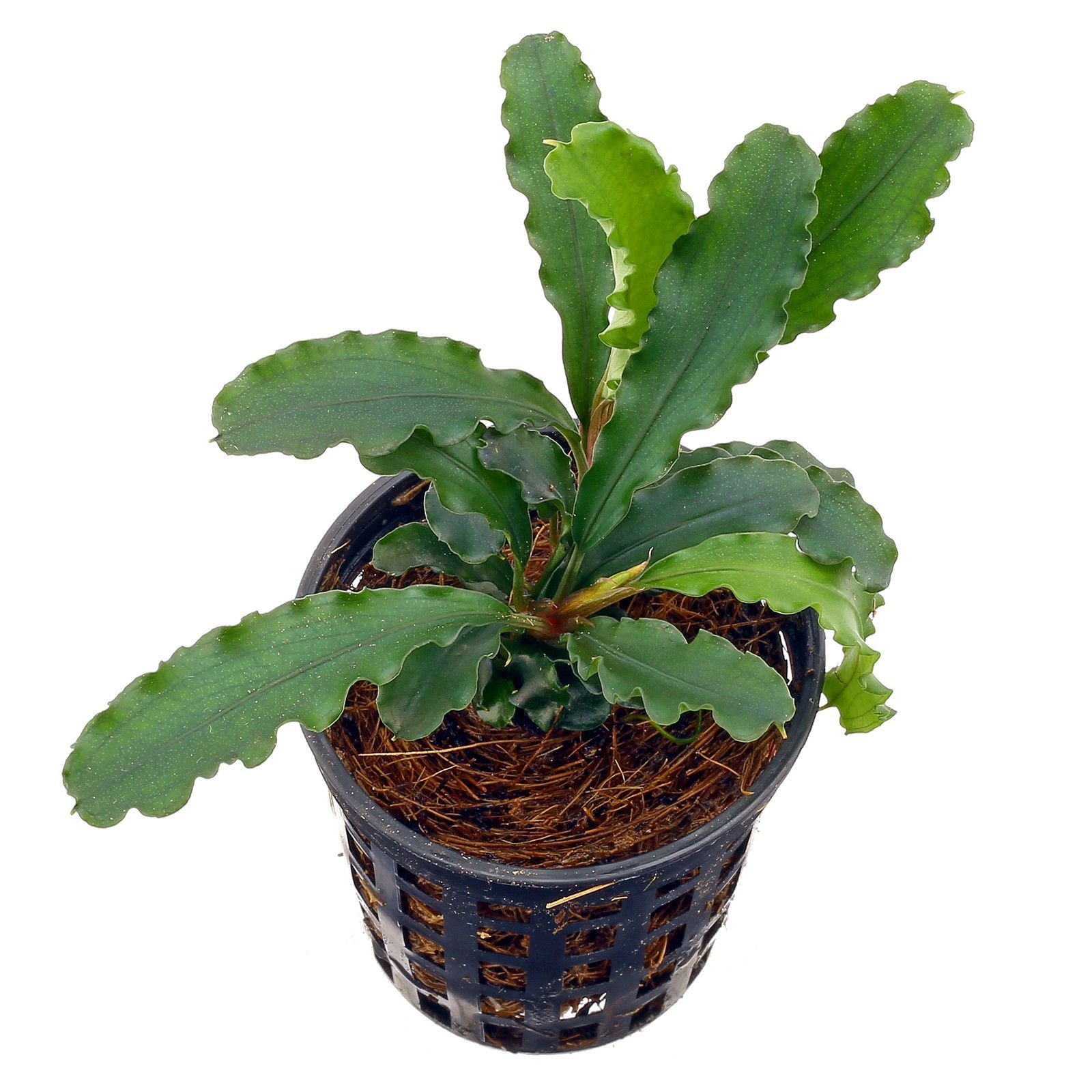 Dennerle Bucephalandra Wavy Leaf Aquatic Plant in Pot - Perfect for Aquascaping & Freshwater Aquariums
