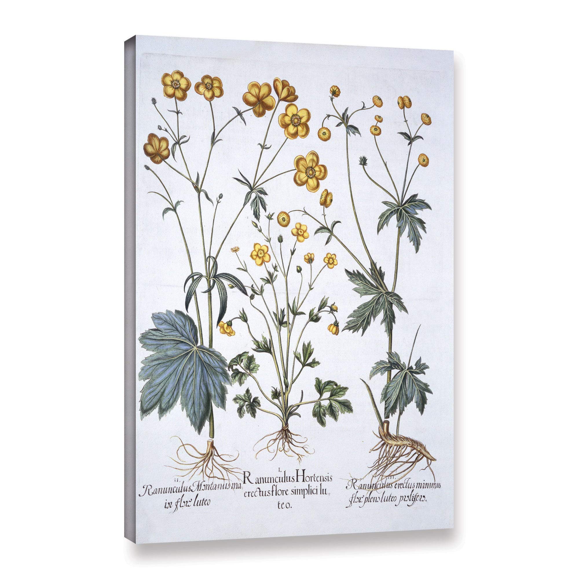 ArtWall German School Three Varieties of Buttercup Floral Canvas Print - 24x36 Inch Gallery Wrapped Wall Art for Living Room, Bedroom & Office Decor