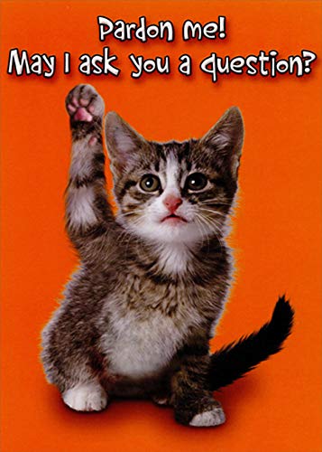 Funny Humorous Cat Birthday Card - Gray Kitten with Raised Paw Design - Perfect for Cat Lovers & Birthday Gifts | Great for Parties, Greetings & Special Occasions