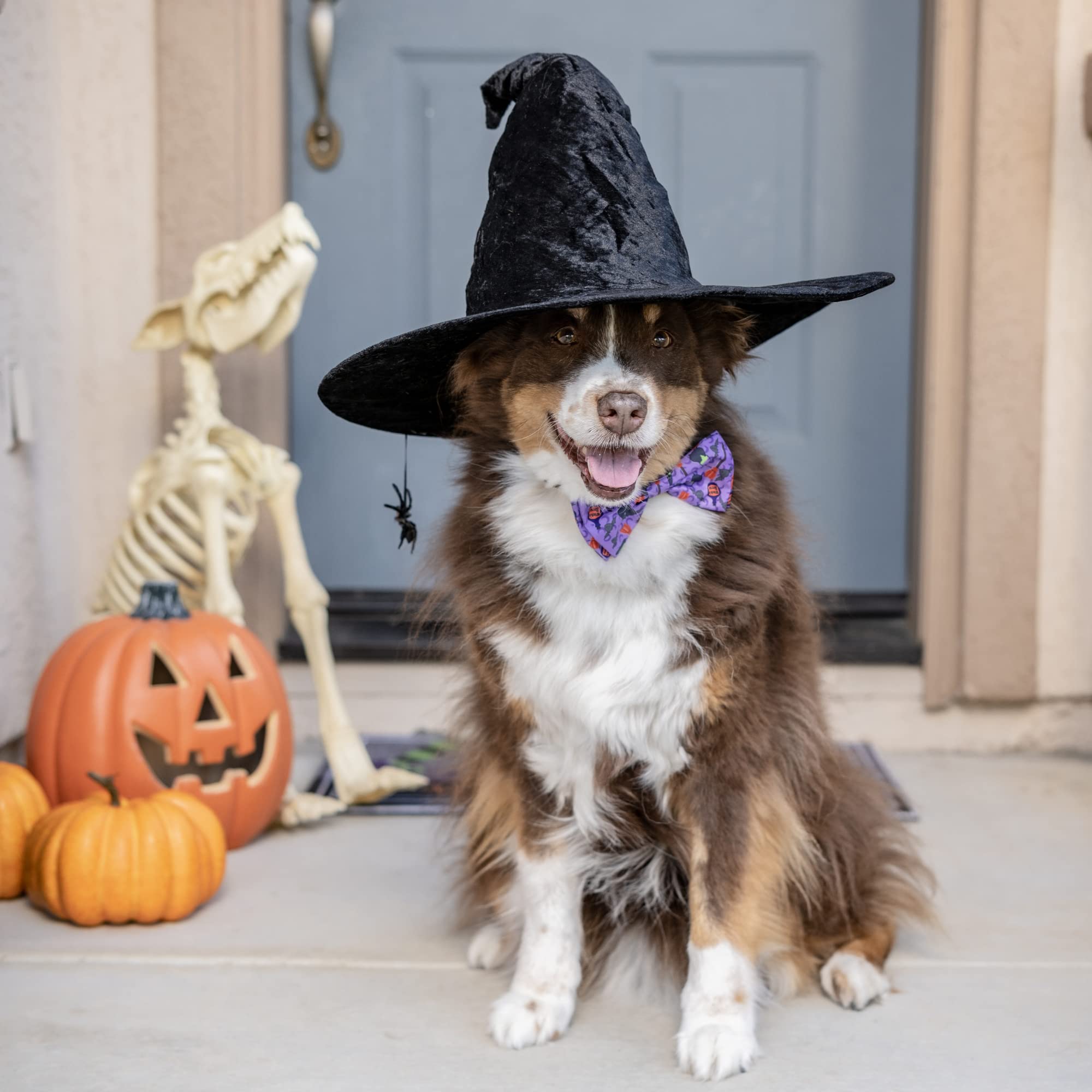 Huxley & Kent Witch's Brew Halloween Bow Tie for Dogs & Cats - Small Pet Collar Accessory | Cute, Comfortable & Durable Dog Cat Bowtie | Perfect for Halloween Parties, Pet Costume Contests & Photo Shoots
