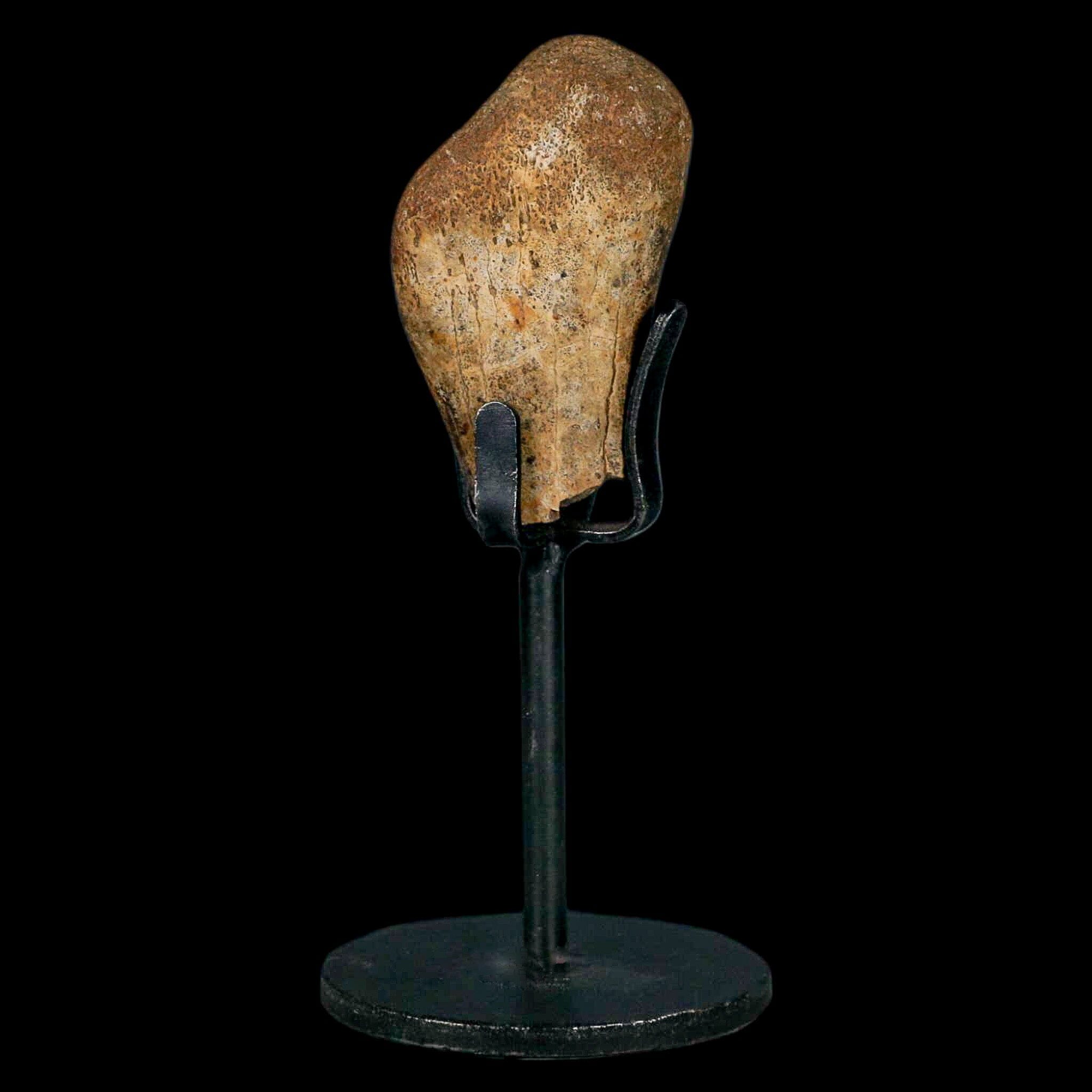 Authentic 2 Edmontosaurus Fossil Finger Bones from Hell Creek Formation - Cretaceous Dinosaur Fossil with COA - Perfect for Paleontology Collections, Educational Displays & Dinosaur Enthusiasts
