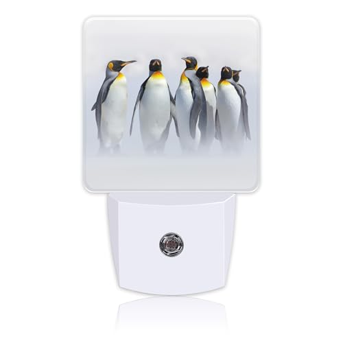 King Penguins in White Habitat