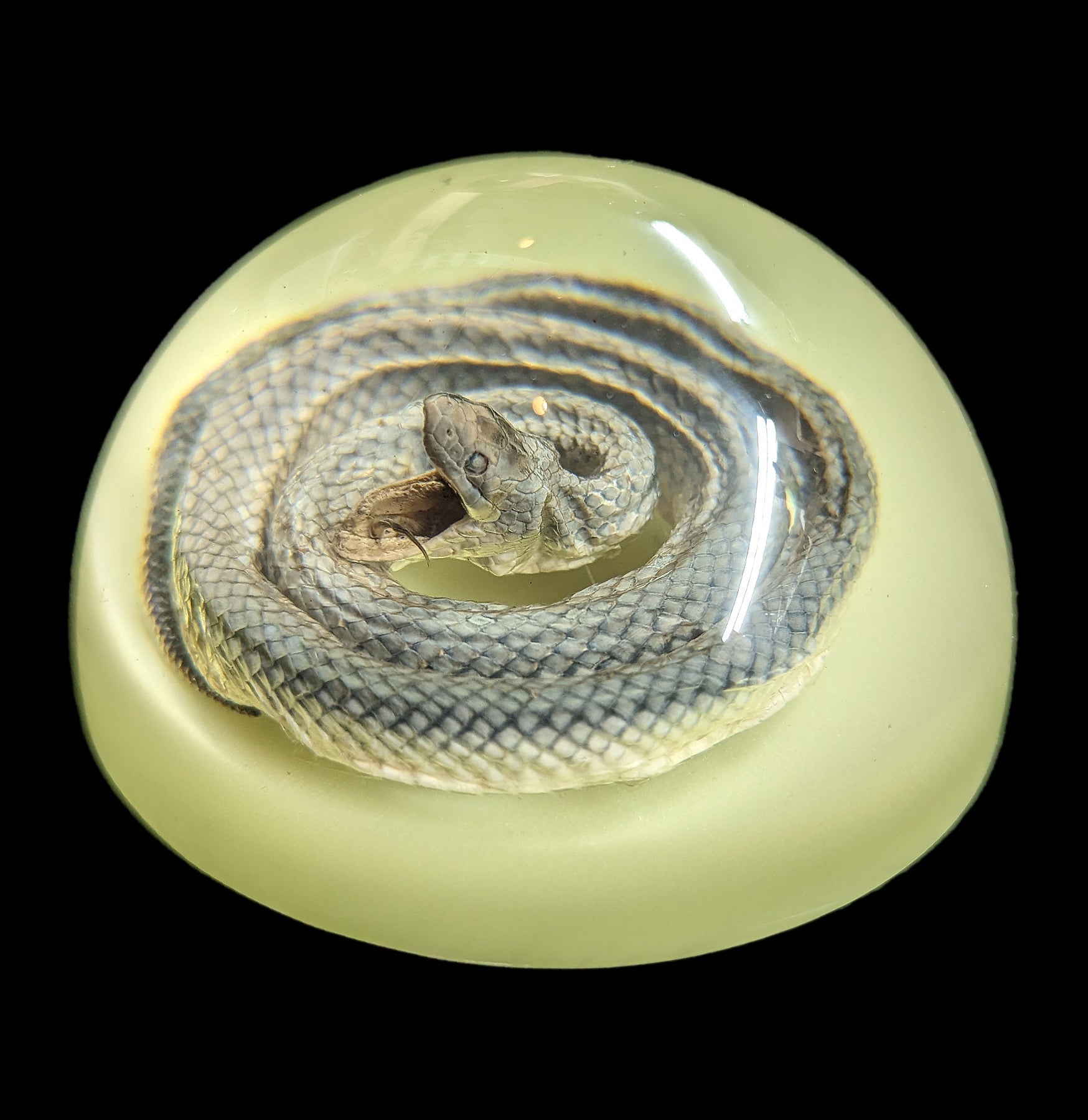 Glow in The Dark Snake Paperweight - Novelty Desk Accessory for Office, Home & Gifts - Perfect for Nighttime Use & Decoration