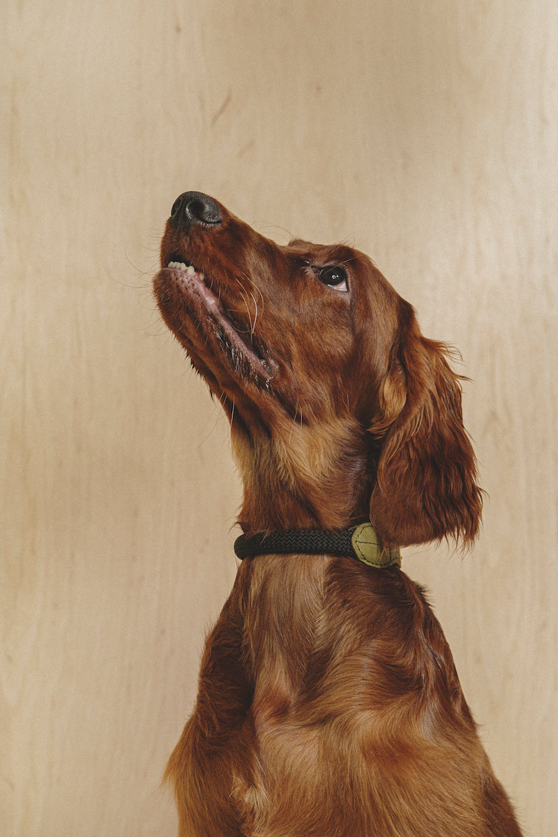 Premium Green Dog Collar - Durable & Adjustable Pet Collar for Small & Medium Dogs - Perfect for Walks, Training & Outdoor Adventures