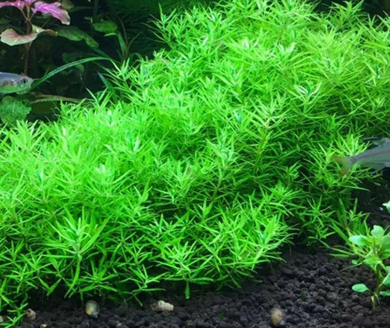 TCulture Limnophila Sp. Vietnam Aquatic Plant (Potted) - Perfect for Aquariums, Fish Tanks & Aquatic Landscaping