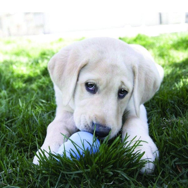 KONG Puppy Dog Treats - Natural Chew Toys for Puppies - Perfect for Training, Teething & Playtime at Home or Outdoors
