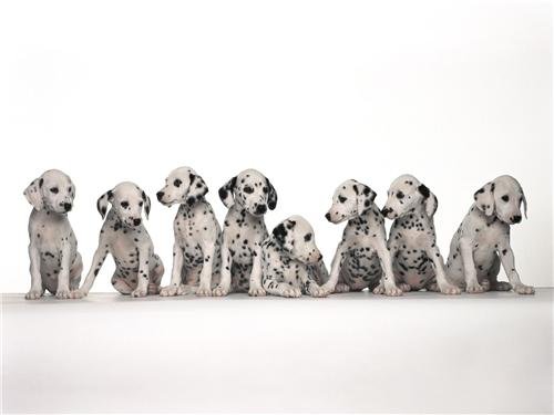 Dalmation Puppies Glossy Poster - Cute Dog Photo Print for Pet Lovers | Perfect for Home Decor, Nursery, or Office Wall Art