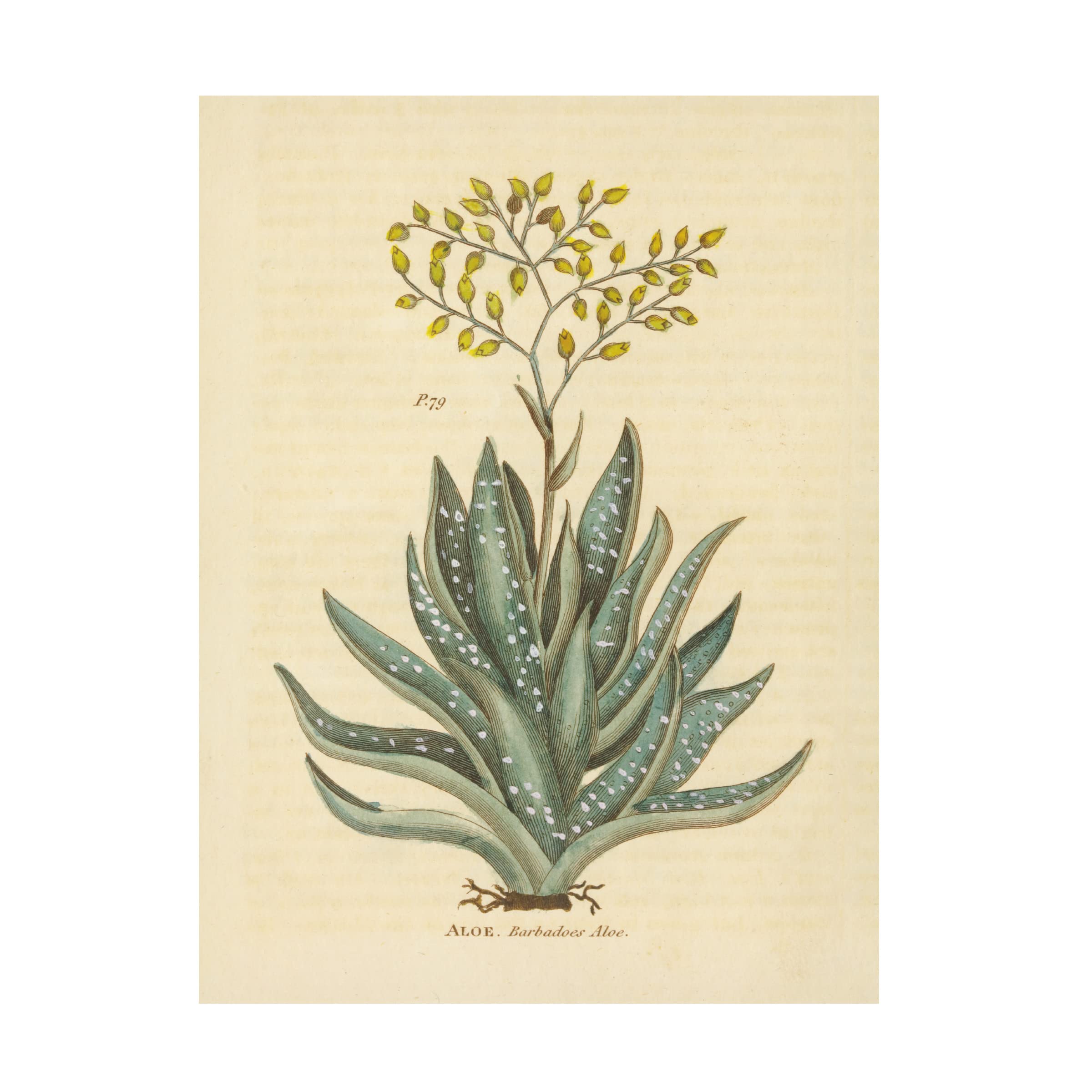 Trademark Fine Art 'Herbal Botanical XXXI' Canvas Wall Art Print by Wild Apple Portfolio - Perfect for Living Room, Bedroom & Office Decor