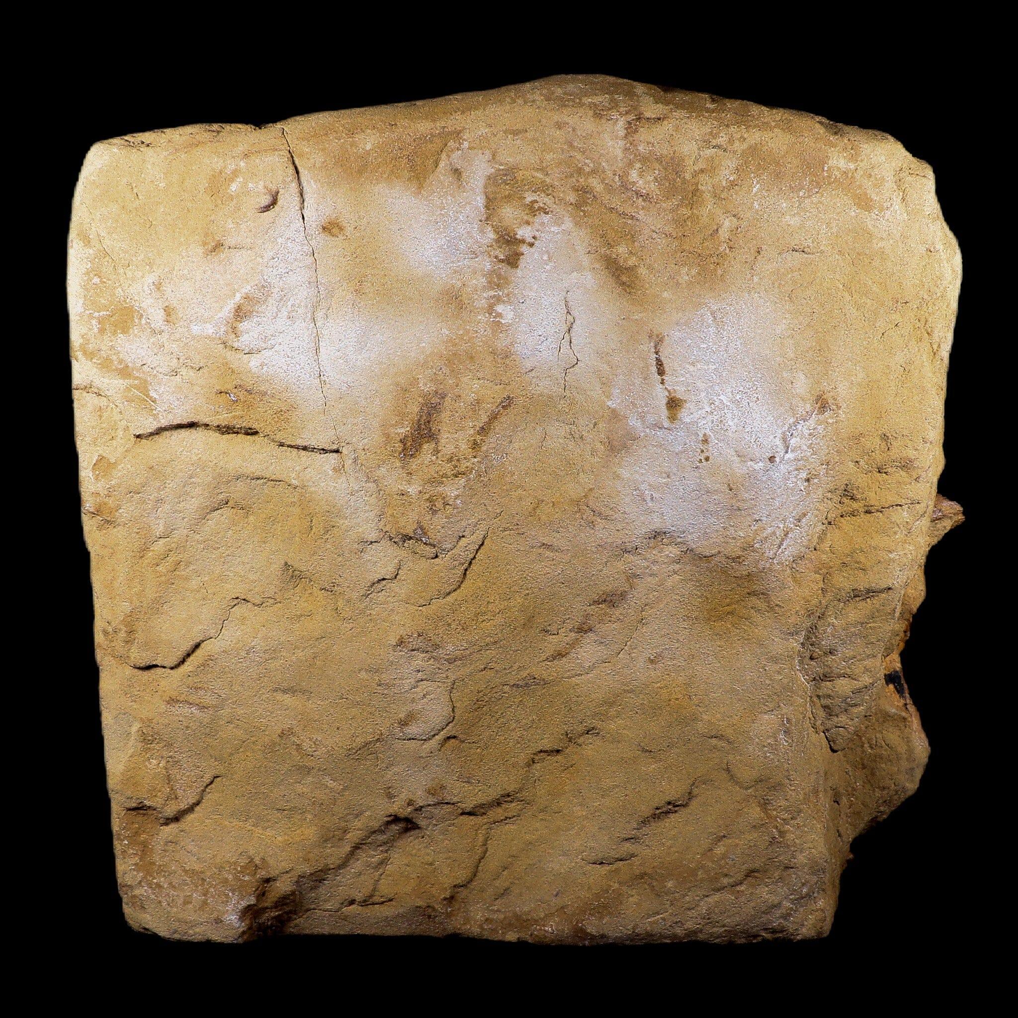 10 Authentic Edmontosaurus Fossils - Teeth, Jaw, Vertebrae & Tendons from Lance Creek, Wyoming | Dinosaur Fossil Collection for Paleontology Enthusiasts & Museum Displays