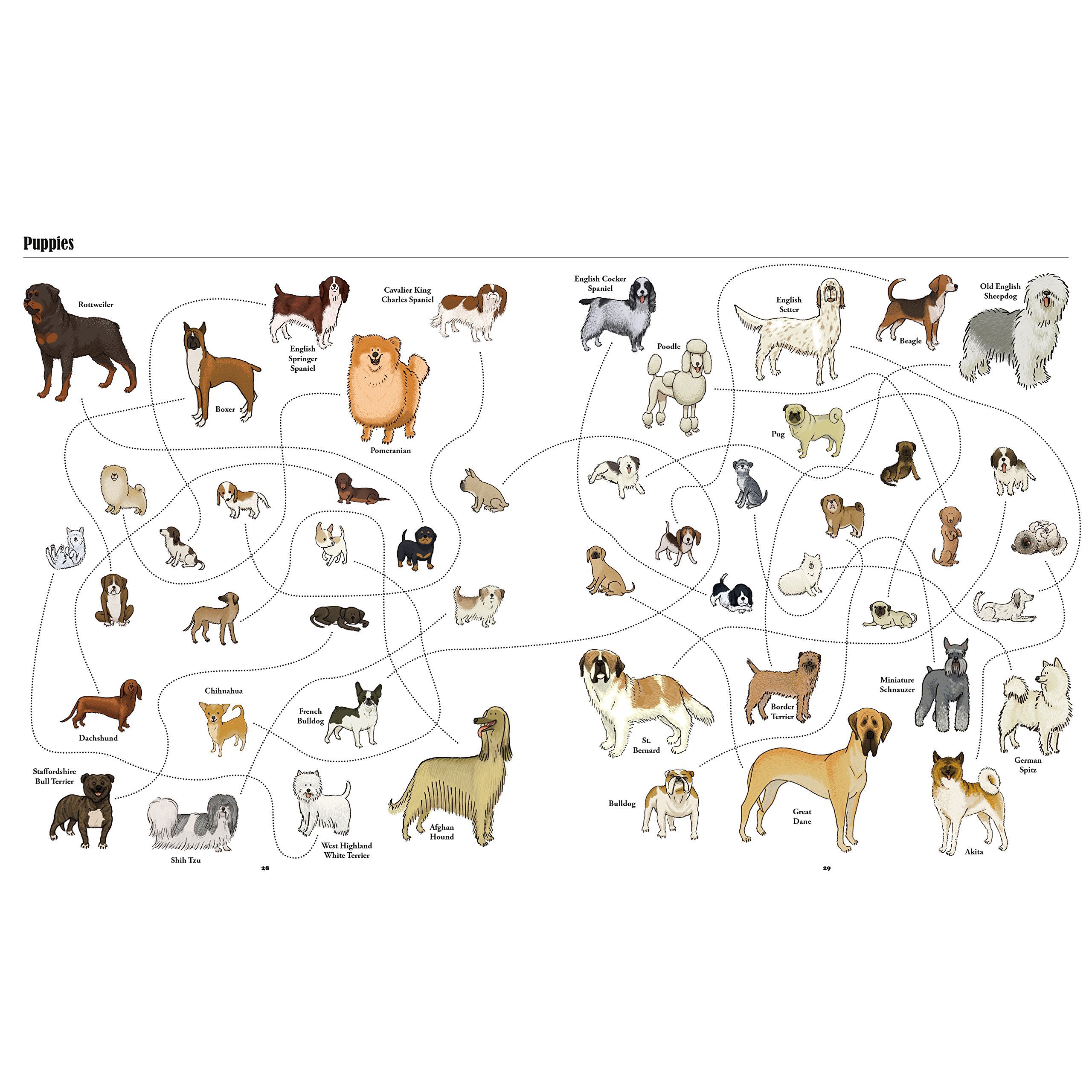 Big Dogs, Little Dogs: A Visual Guide to The World's Dog Breeds | Perfect for Dog Lovers, Pet Owners & Breed Identification