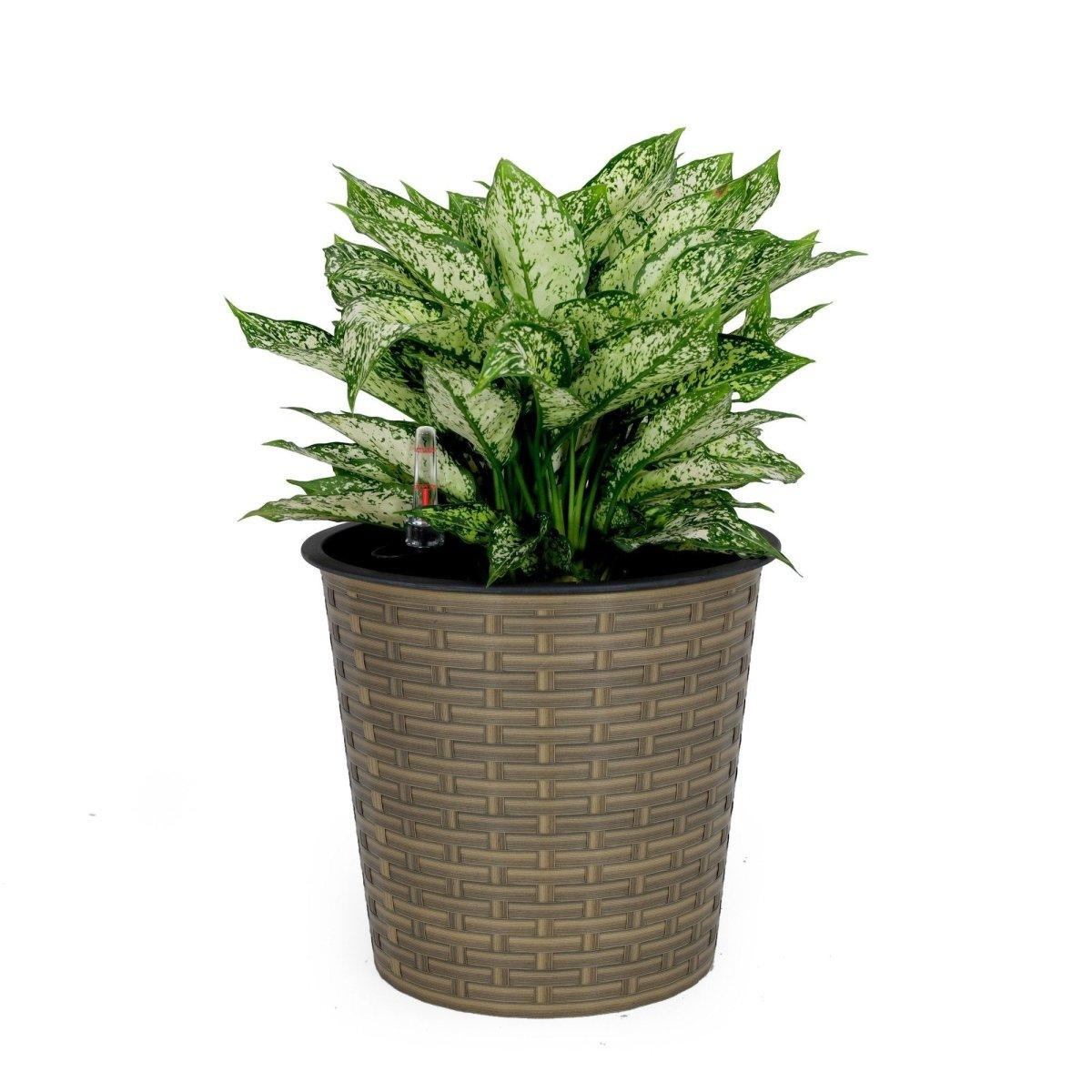 Catleza 10.2 Inch Self-Watering Wicker Planter - Round Decorative Flower Pot for Indoor Plants, Outdoor Garden Decor | Perfect for Home, Office, Patio & Balcony Decorations
