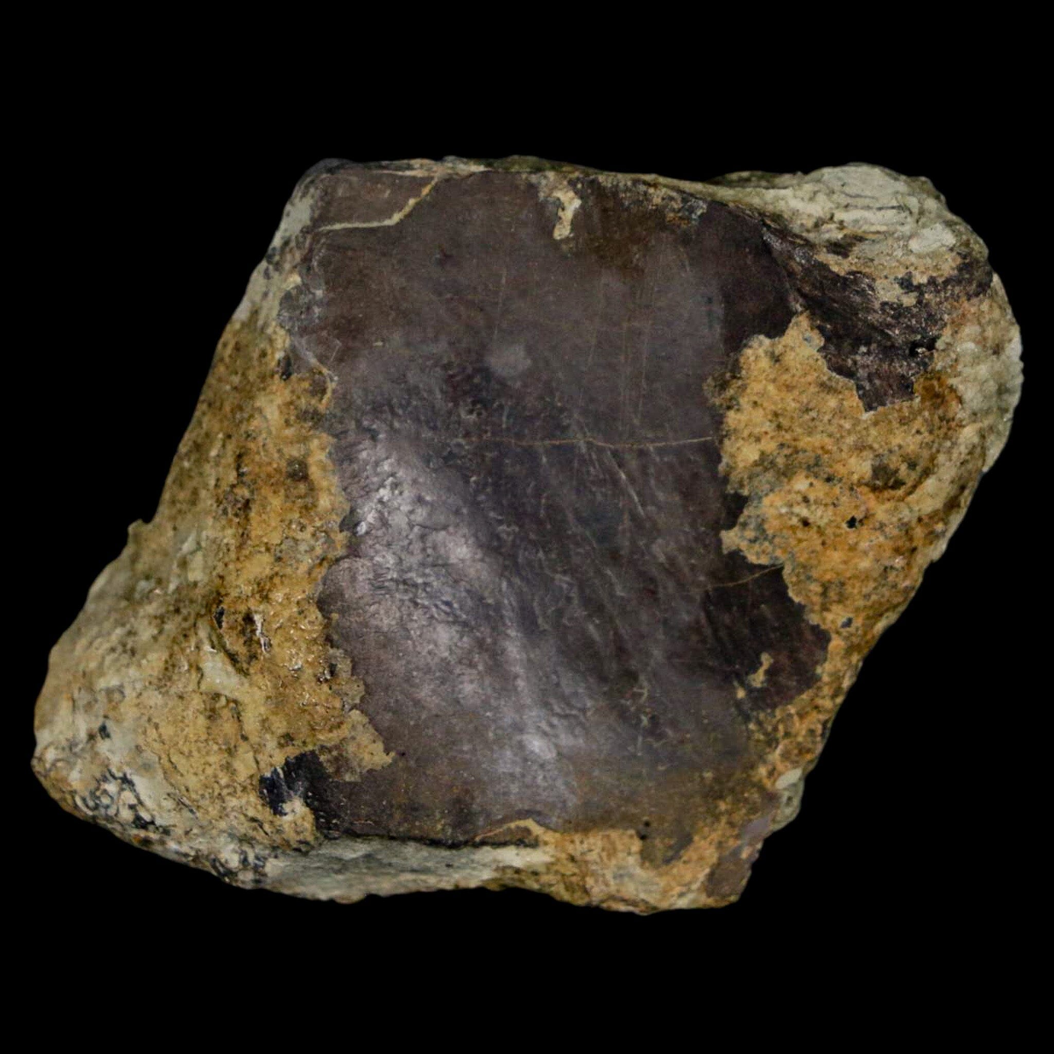 Authentic Stegosaurus Fossil Bone from Morrison Formation Wyoming - Jurassic Dinosaur Fossil with COA - Perfect for Paleontology Collectors & Dinosaur Enthusiasts