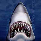 Shark