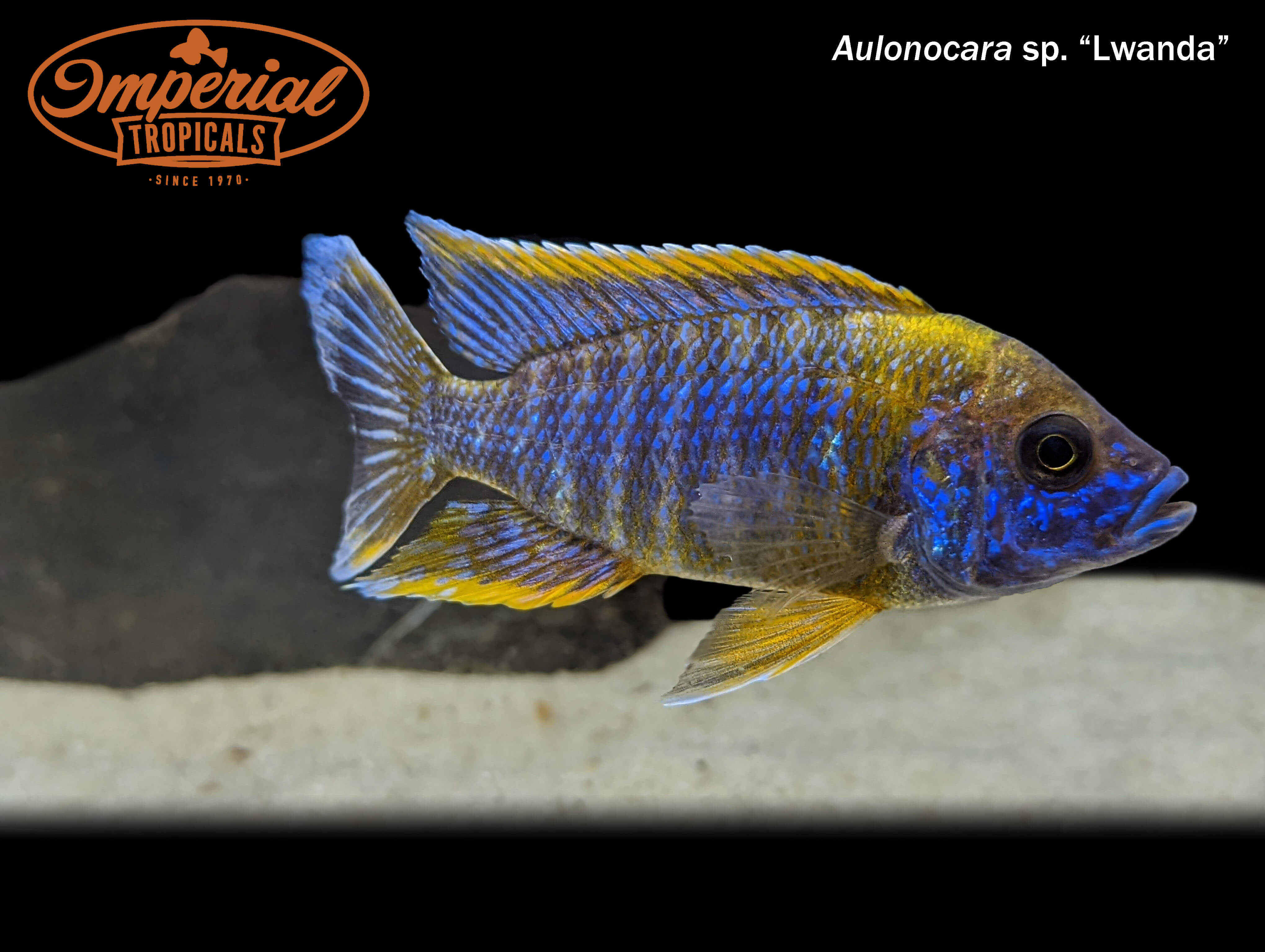 Aulonocara Sp Lwanda Peacock Cichlid - Live Tropical Fish for Aquarium, African Cichlid Tank, Fish Tank Decoration - Perfect for Home & Office Aquariums