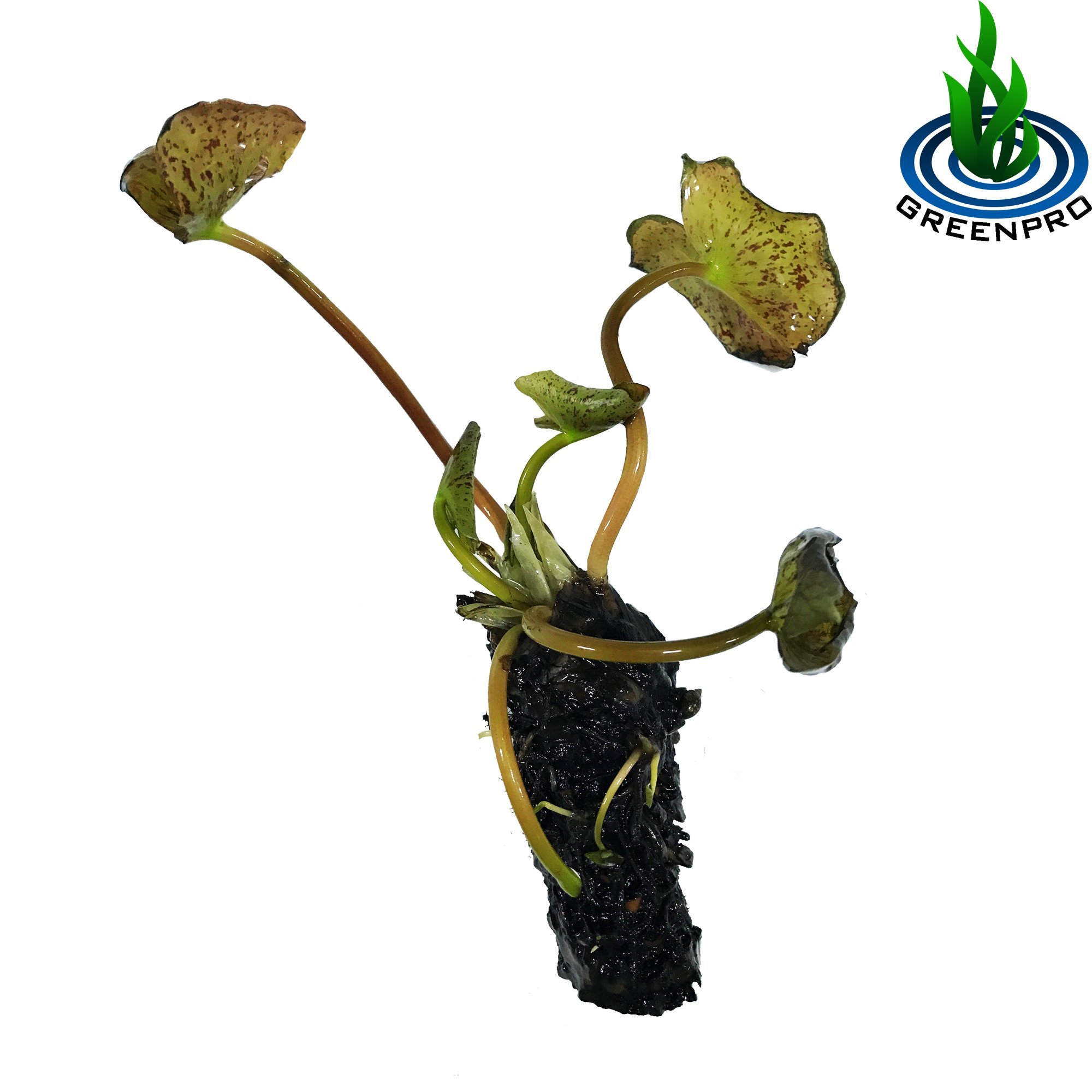 Greenpro Hardy Water Lily Tuber (Nymphaea Chromatella) - Live Pond Plants for Water Gardens, Balcony & Porch Decor | Perfect for Outdoor Ponds, Aquatic Landscaping & Home Garden Decorations