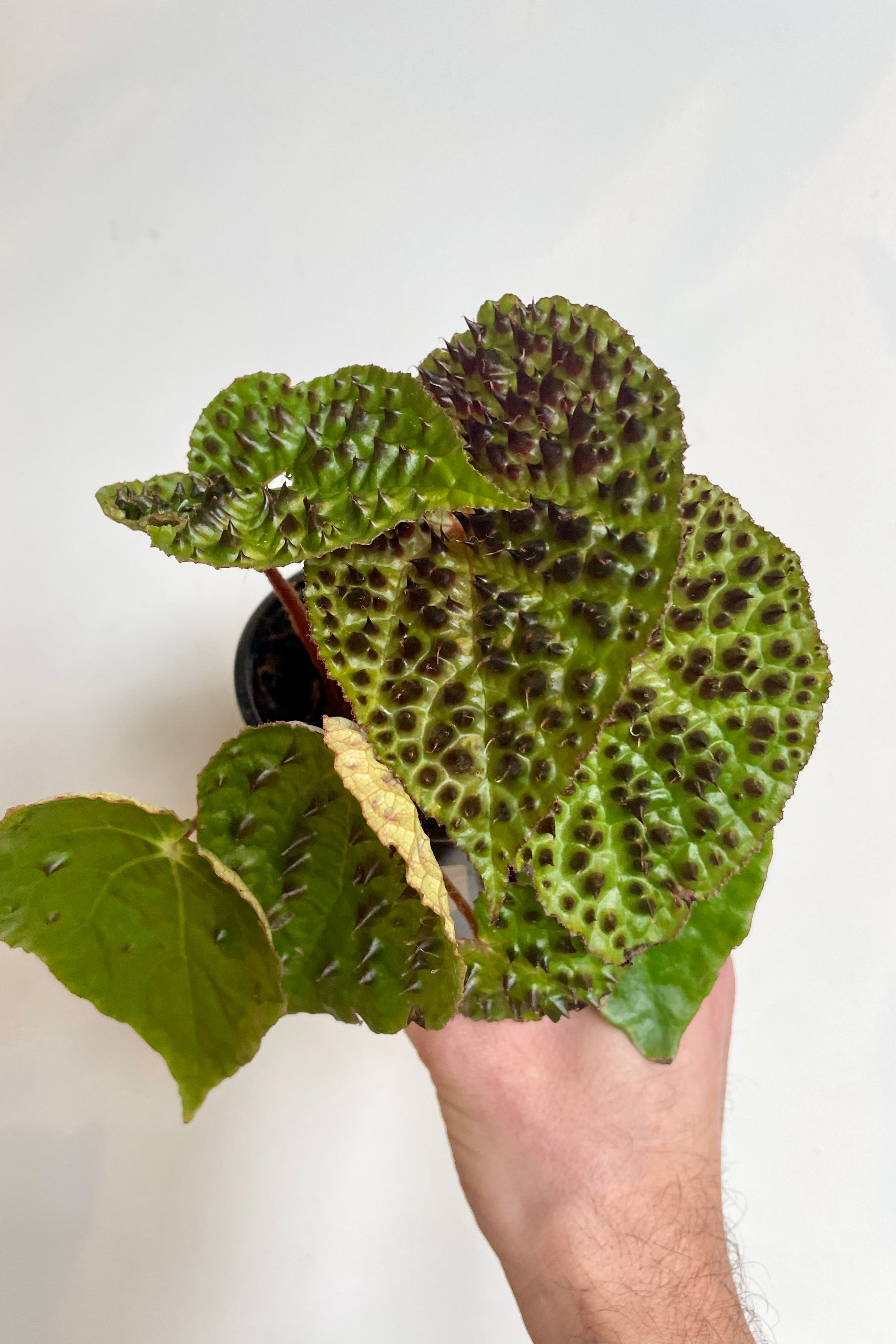 Begonia ferox - Rare Exotic Houseplant for Indoor Gardening & Home Decor | Perfect for Terrariums, Office Desks & Living Rooms