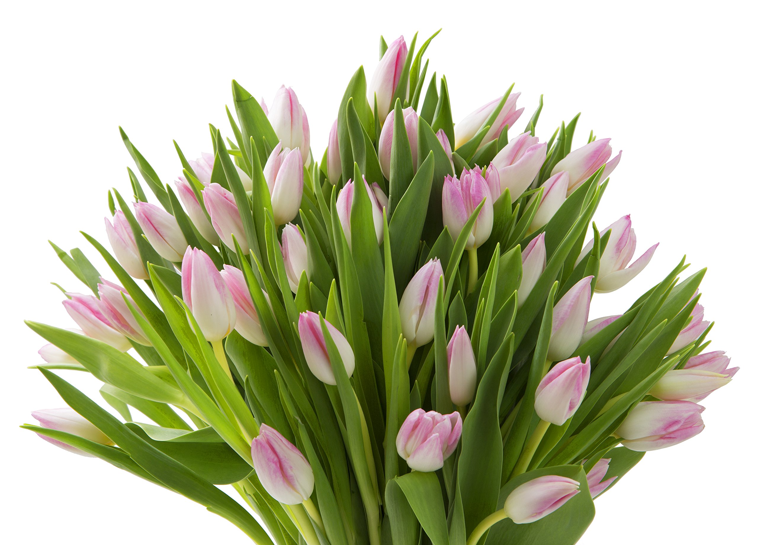KaBloom Premium Fresh Pink Tulips Bouquet - 50 Stems for Weddings, Birthdays, Anniversaries & Mother's Day - Next Day Delivery | Perfect Floral Gift for Special Occasions & Home Decor