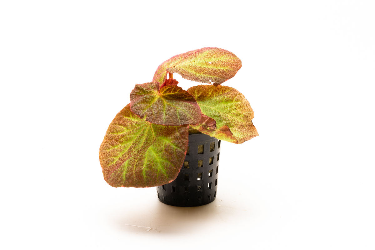 Begonia Soli Mutata - Rare Exotic Begonia Plant for Home & Garden Decor | Perfect for Indoor Houseplants, Office Spaces, and Tropical Landscaping