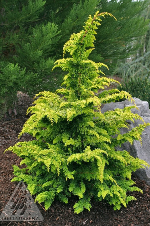 Chamaecyparis 'Fernspray Gold' #6 - Golden Hinoki Cypress Tree for Landscaping | Perfect for Garden Borders, Zen Gardens & Outdoor Decor
