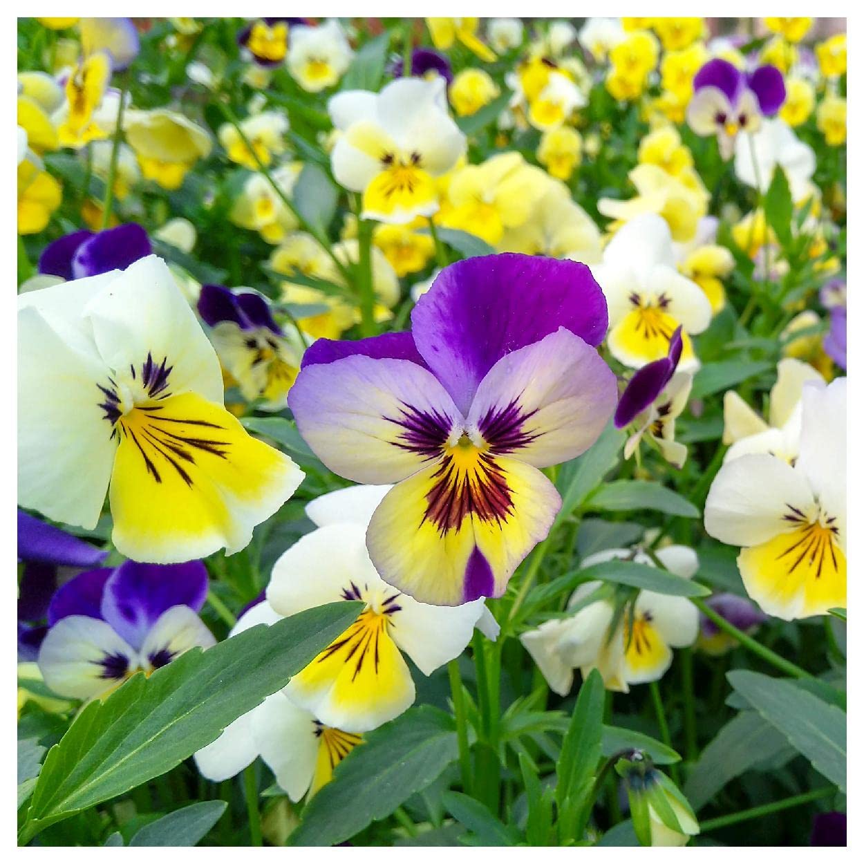 Everwilde Farms - 1/4 Lb Swiss Giants Pansy Mix Wildflower Seeds - Gold Vault Packaging - Vibrant Garden Flowers for Landscaping, Borders & Containers