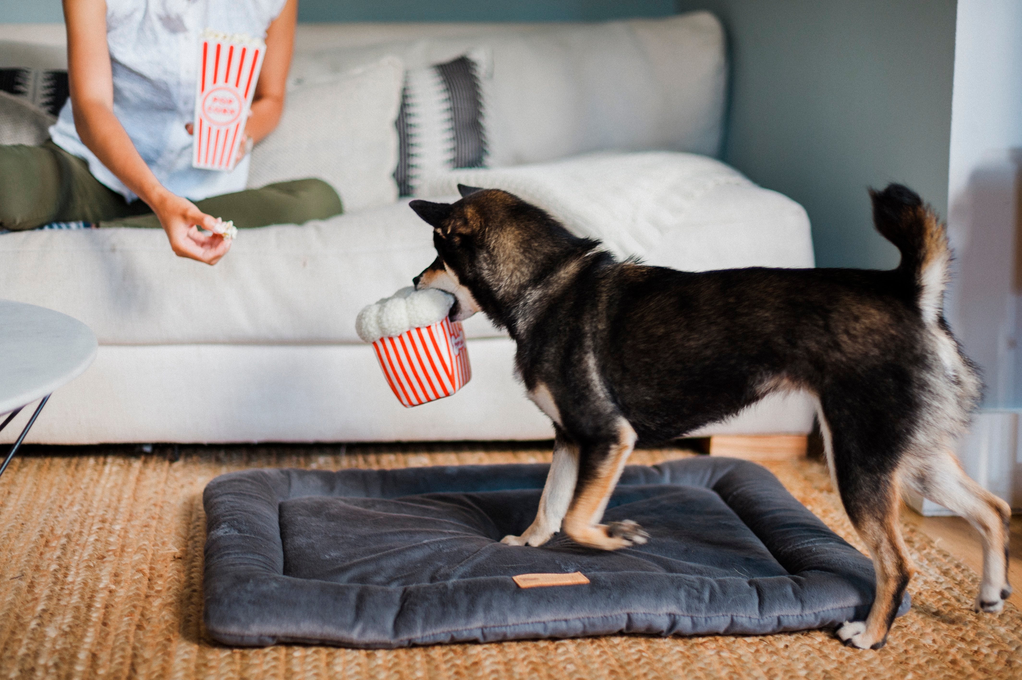 Hollywoof Cinema Squeaky Plush Dog Toys Bundle - Soft Chew Toys for Small, Medium & Large Dogs - Perfect for Playtime, Training & Cuddling at Home or Outdoors