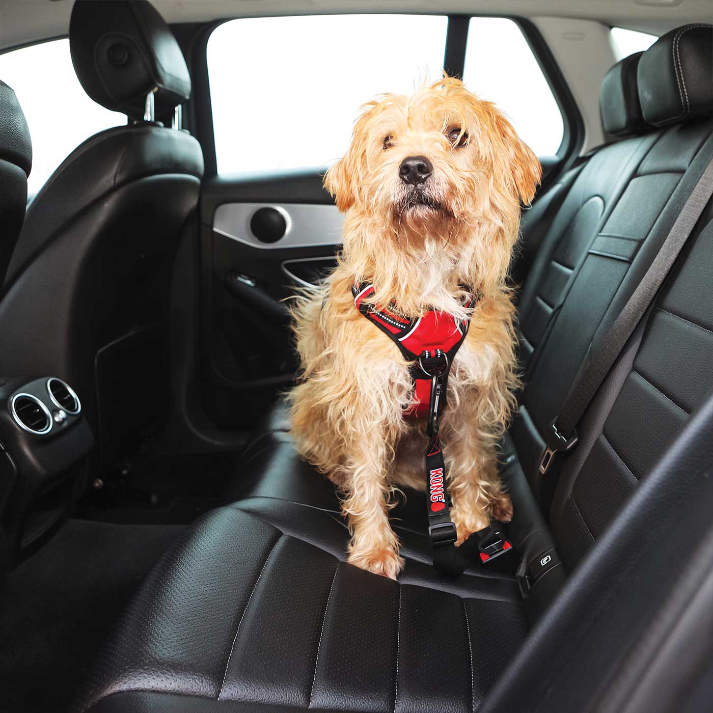 Durable KONG Seat Belt Tether for Dogs - Safe Car Travel Restraint for Small, Medium & Large Breeds | Perfect for Road Trips, Vet Visits & Daily Commutes