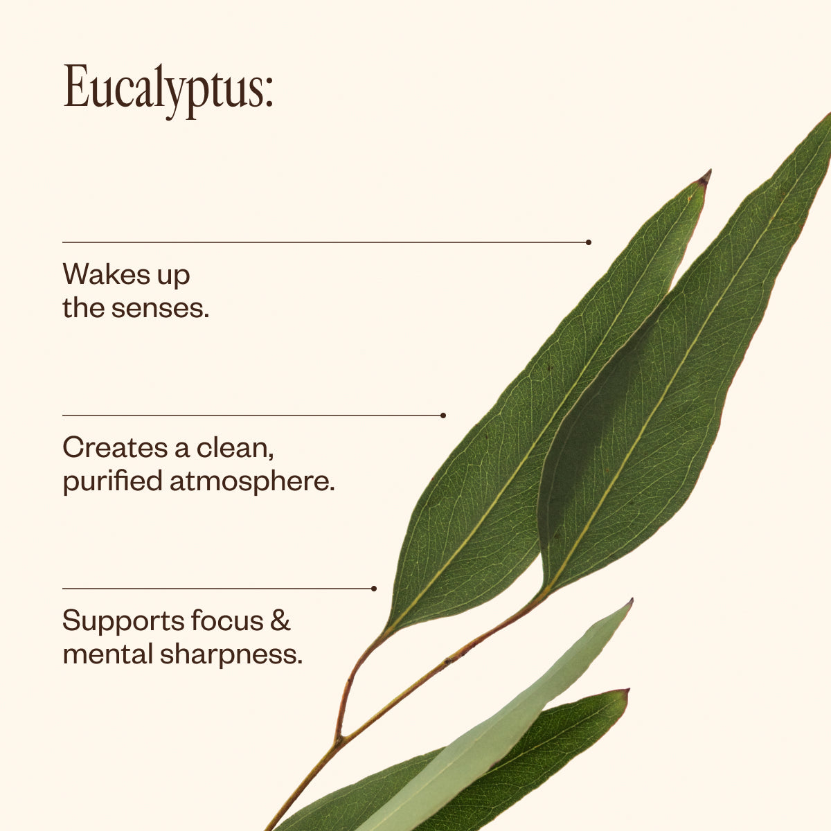 Pure Eucalyptus Essential Oil - 100% Natural for Aromatherapy, Diffusers & Massage - Relaxation & Respiratory Support