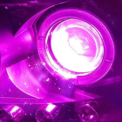 Pink Purple
