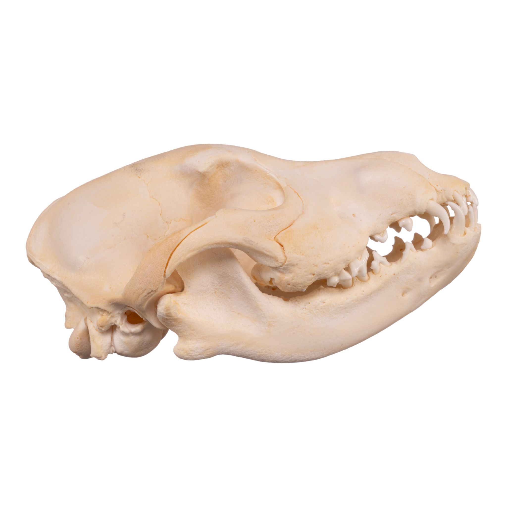 Authentic German Shepherd Puppy Skull - Real Domestic Dog Skull for Veterinary Study, Taxidermy & Halloween Decor