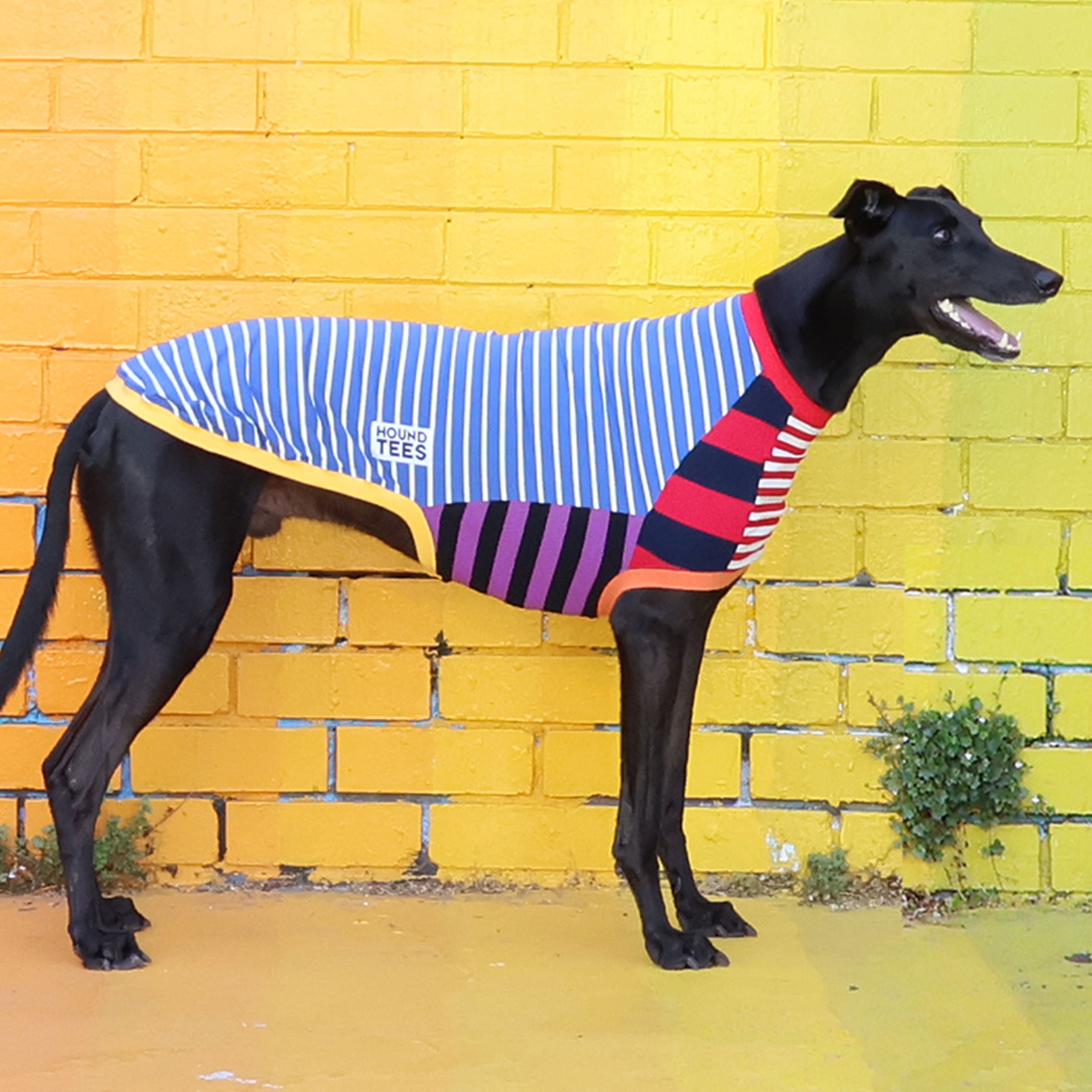 Frankie Greyhound Sleeveless Dog T-Shirt - Comfortable Pet Apparel for Active Dogs, Outdoor Adventures & Playtime