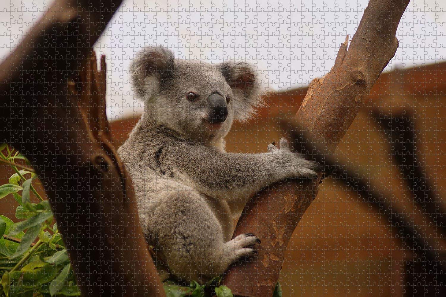 1000 Piece Jigsaw Puzzle for Adults - Australia Koala Hospital Port Macquarie Scenic Puzzle, Premium Travel Souvenir & Home Decor Gift for Puzzle Lovers (Perfect for Relaxation, Family Bonding & Stress Relief)