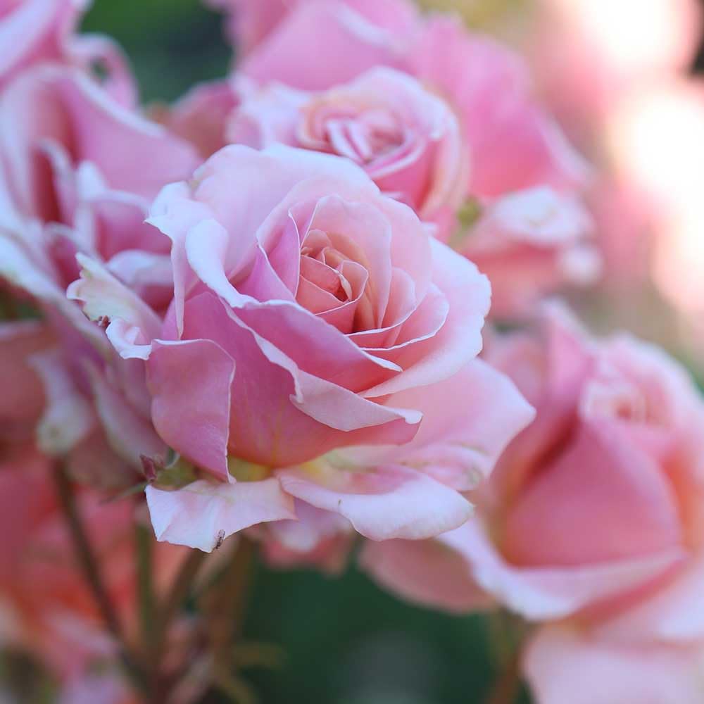 Heirloom Roses Mother of Pearl® Pink Grandiflora Rose Bush - Live Outdoor Flowering Plant for Gardens, Landscaping & Wedding Decorations