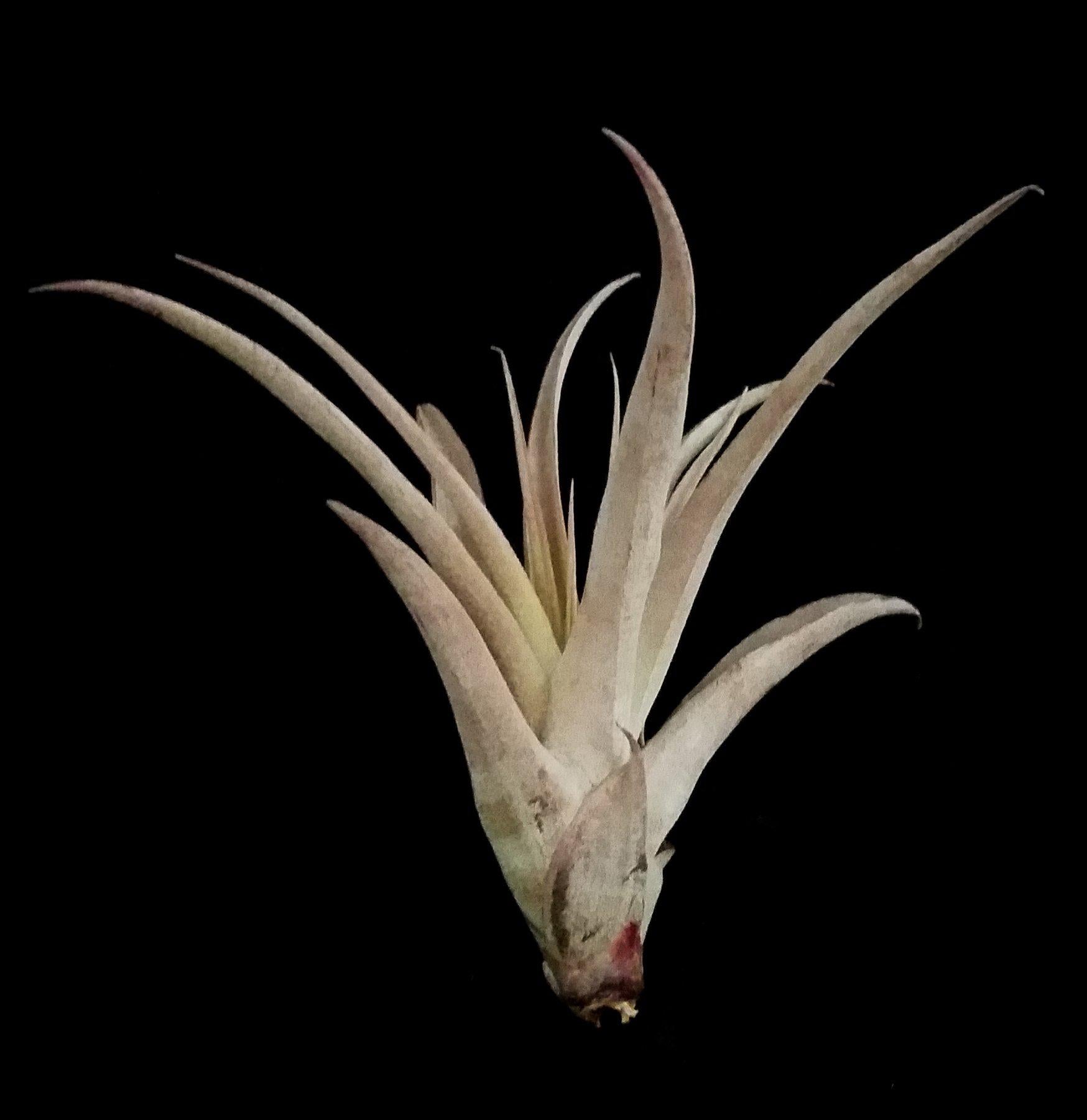 Tillandsia Capitata Peach Air Plant - Low Maintenance Live Indoor Plant for Home, Office & Terrarium Decor