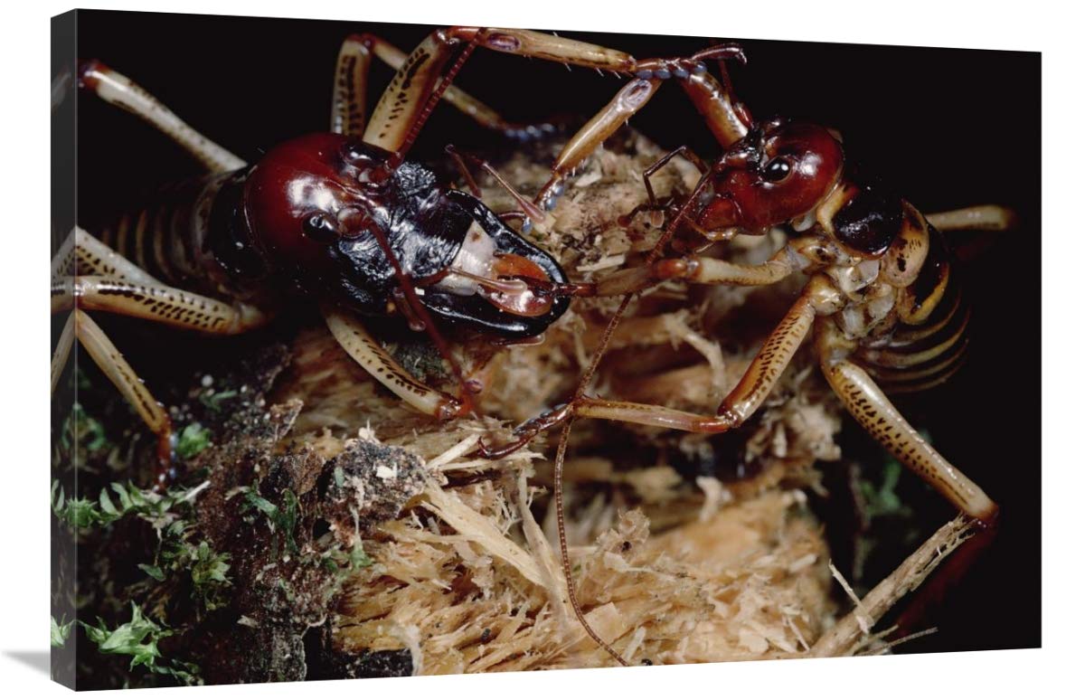Global Gallery Tree Weta Male & Female Canvas Art - 36x24 Inch New Zealand Wildlife Wall Decor - Perfect for Living Room, Bedroom & Office
