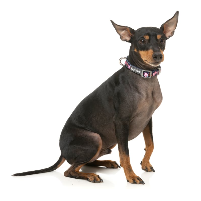 Fuzzyard Jackpup Dog Collar - Soft & Comfortable Pet Collar for Small Medium Large Dogs (3 Sizes) - Perfect for Daily Walks, Training & Outdoor Adventures
