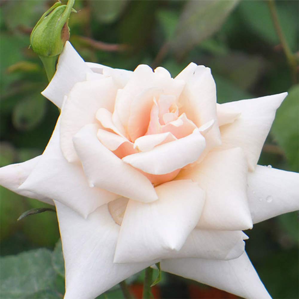 Heirloom Roses Serendipity Apricot Rose Bush - Hardy Live Outdoor Plant for Garden, Landscaping & Home Decor | Perfect for Flower Beds, Borders & Container Gardening