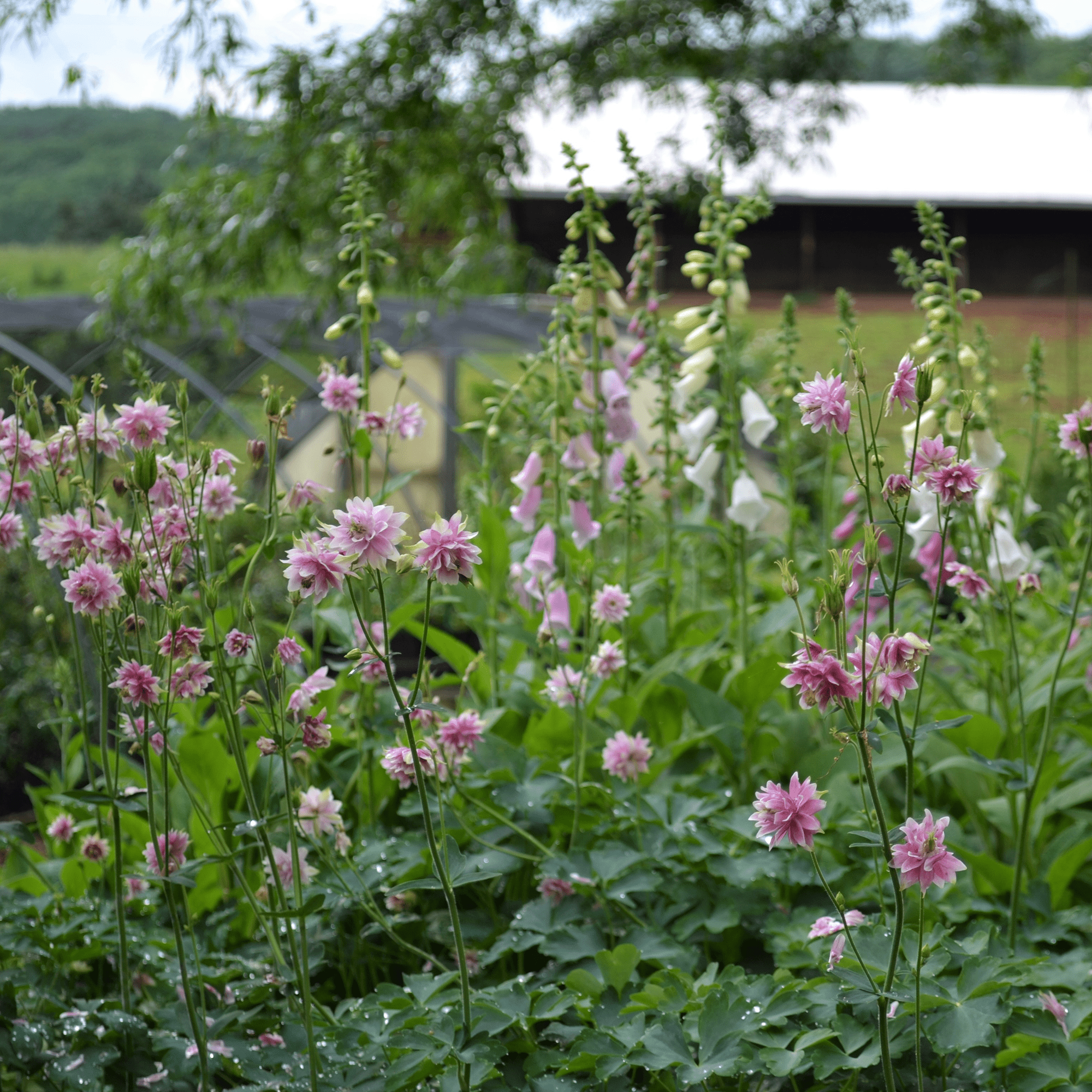 Nora Barlow Columbine Seeds (Aquilegia vulgaris var. stellata cv.) - Rare Perennial Flower Seeds for Gardens, Landscaping & Cottage Style Planting