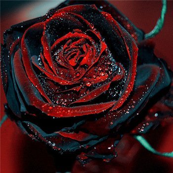 50Pcs Black Rose Seeds with Red Edges - Exotic Flower Seeds for Garden, Bouquets & Home Decor - Perfect for Planting, Gifting & Special Occasions