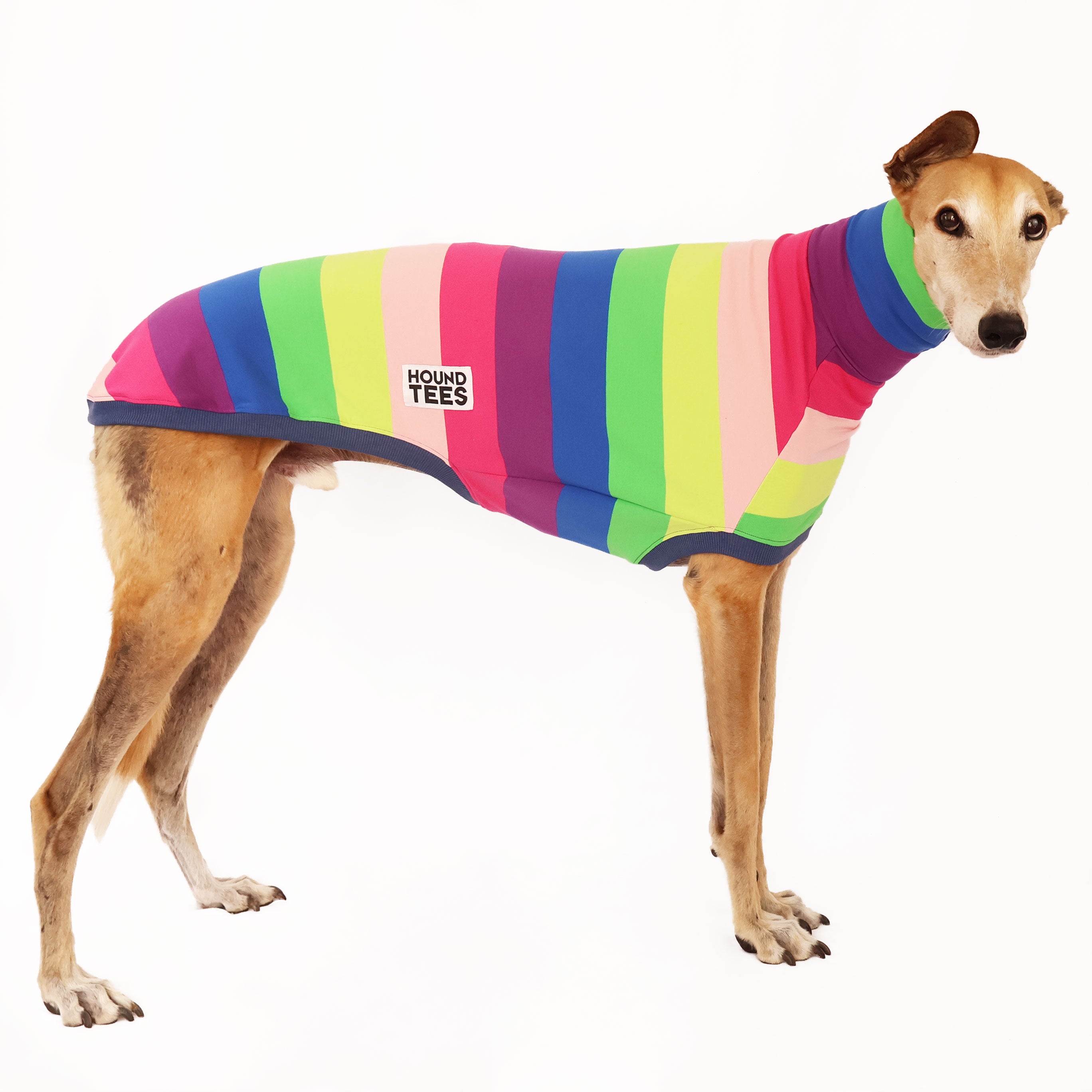 Greyhound Sleeveless Sweater for Dogs - Soft Knit Dog Pullover for Small Medium Large Breeds - Perfect for Indoor Wear & Photo Shoots