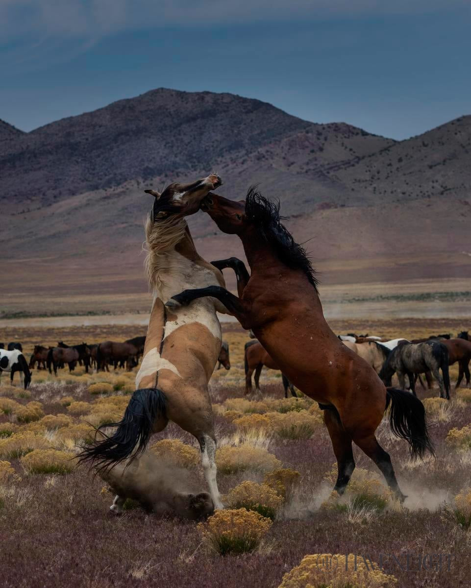 Desert Duel 1 by Greg Sargent - Western Adventure Novel for Adults | Perfect for Book Clubs, Gifts & Western Fiction Fans