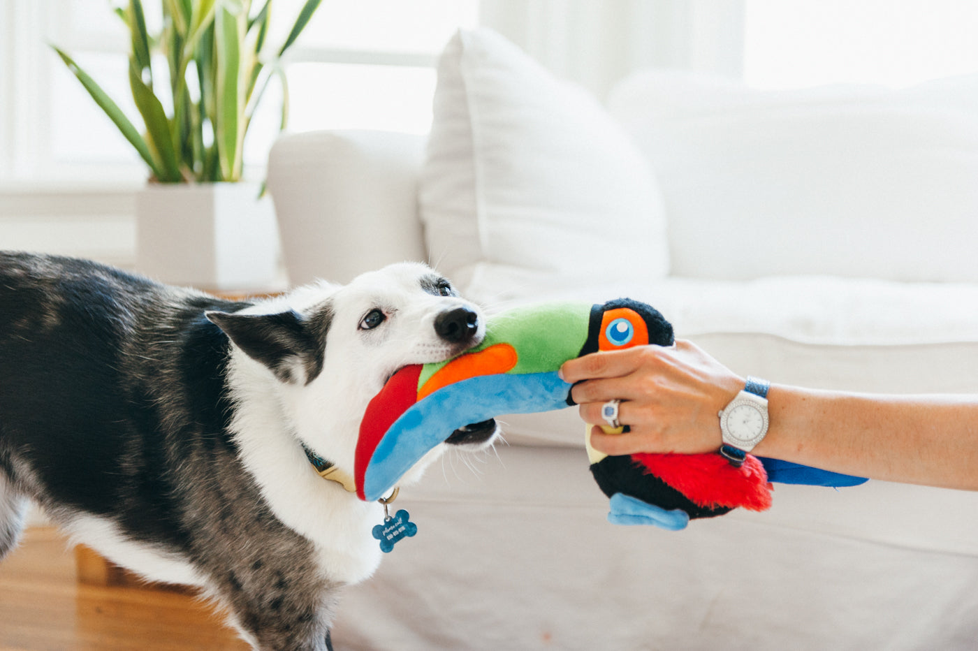 Tito the Toucan Plush Dog Toy - Fetching Flock™ Chew-Resistant Squeaky Stuffed Animal for Small & Medium Dogs | Perfect for Fetch, Cuddling & Interactive Playtime | Pet P.L.A.Y.
