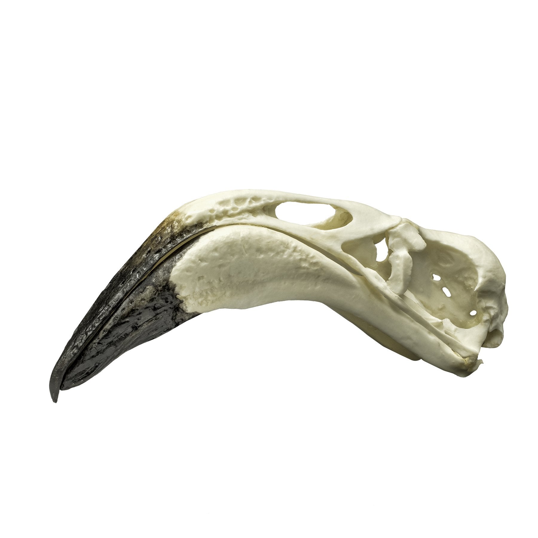 Replica Greater Flamingo Skull - Lifelike Decorative Bird Skull for Home Decor, Gothic Aesthetic, Halloween & Taxidermy Displays