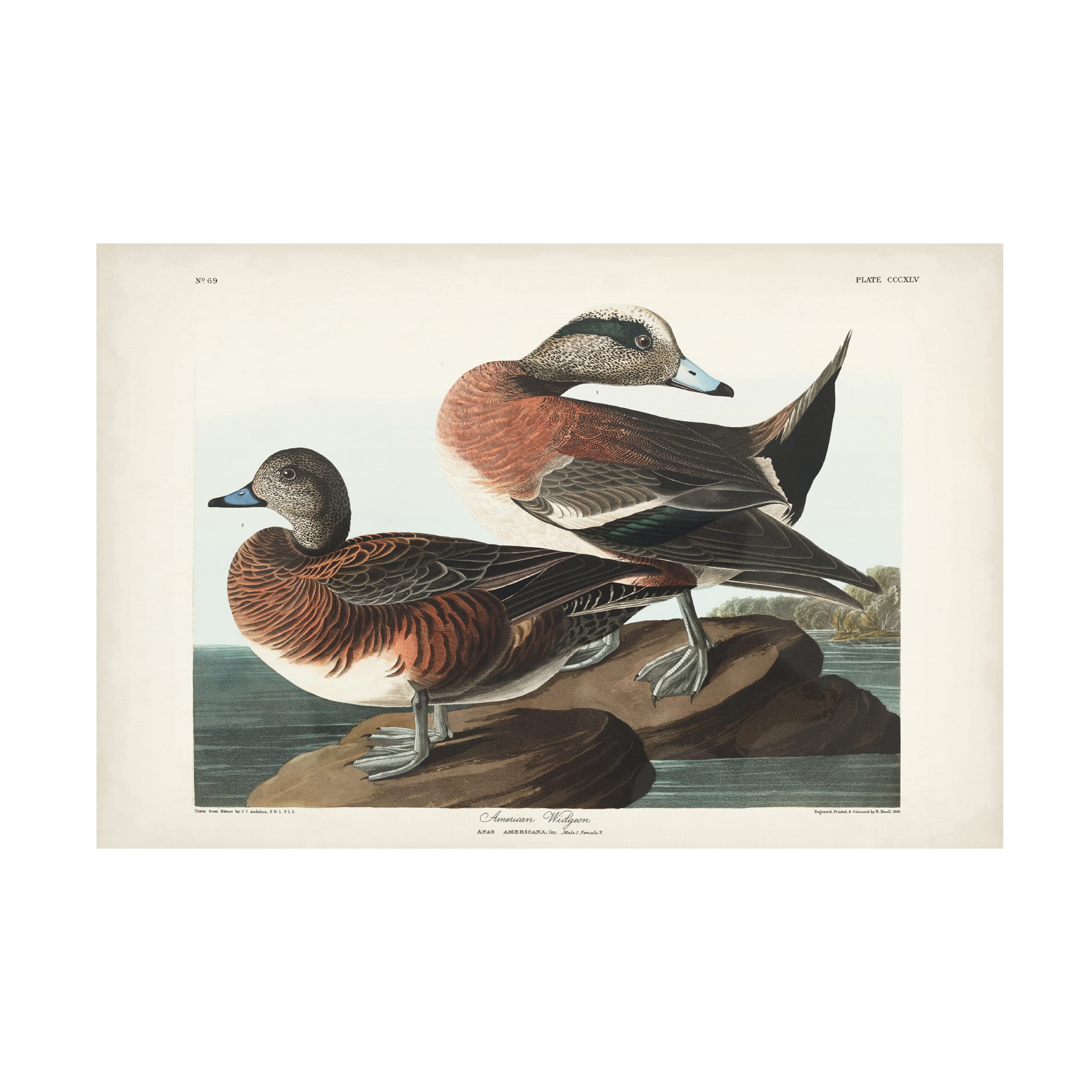 John James Audubon 'American Widgeon' Canvas Art Print 16x24 - Premium Wildlife Bird Wall Decor for Living Room, Office & Nature Lovers
