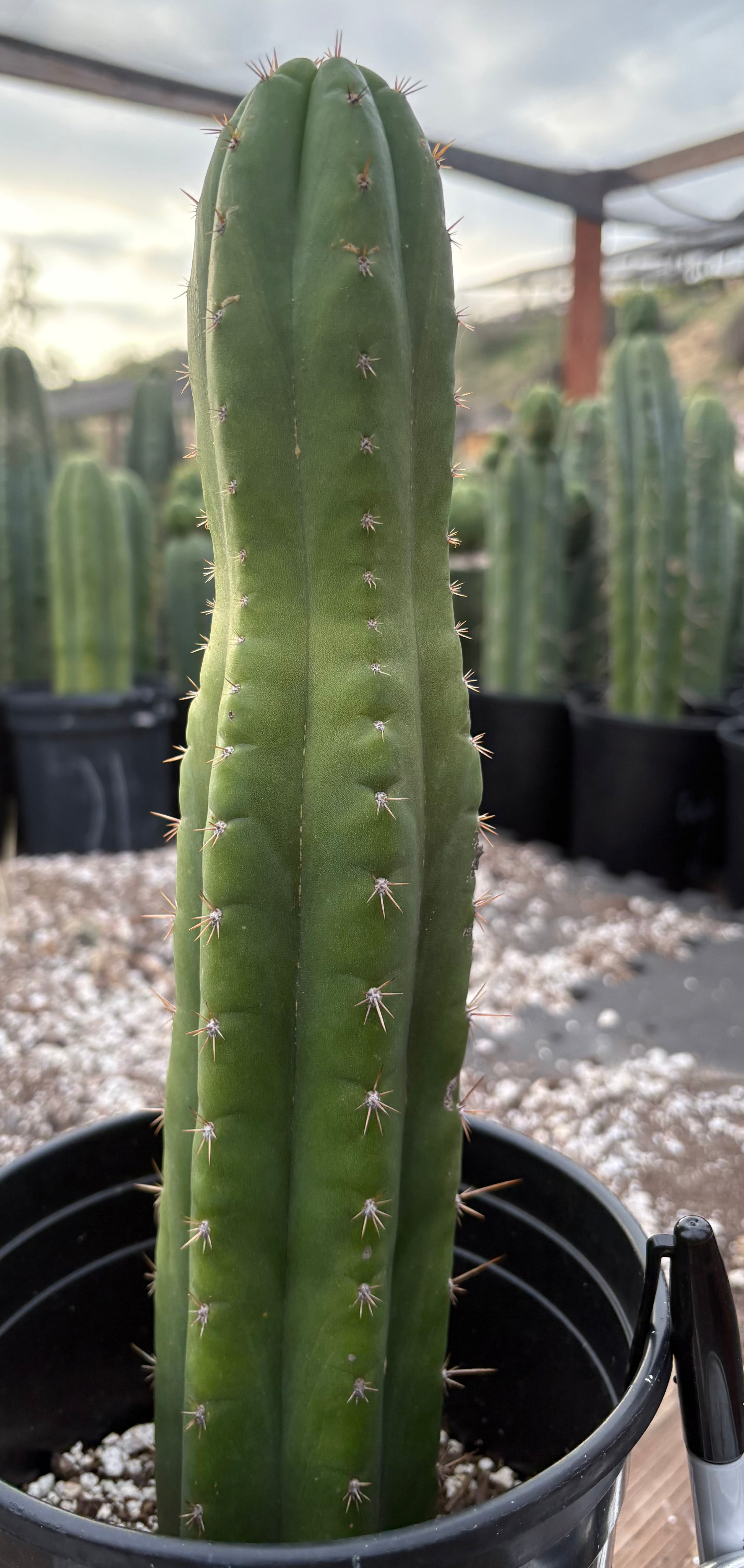 EC156 EXACT Trichocereus Pachanoi Nahuel Chavin Cactus 13 Inch - Rare San Pedro Cactus for Home Decor, Garden Landscaping, and Spiritual Ceremonies