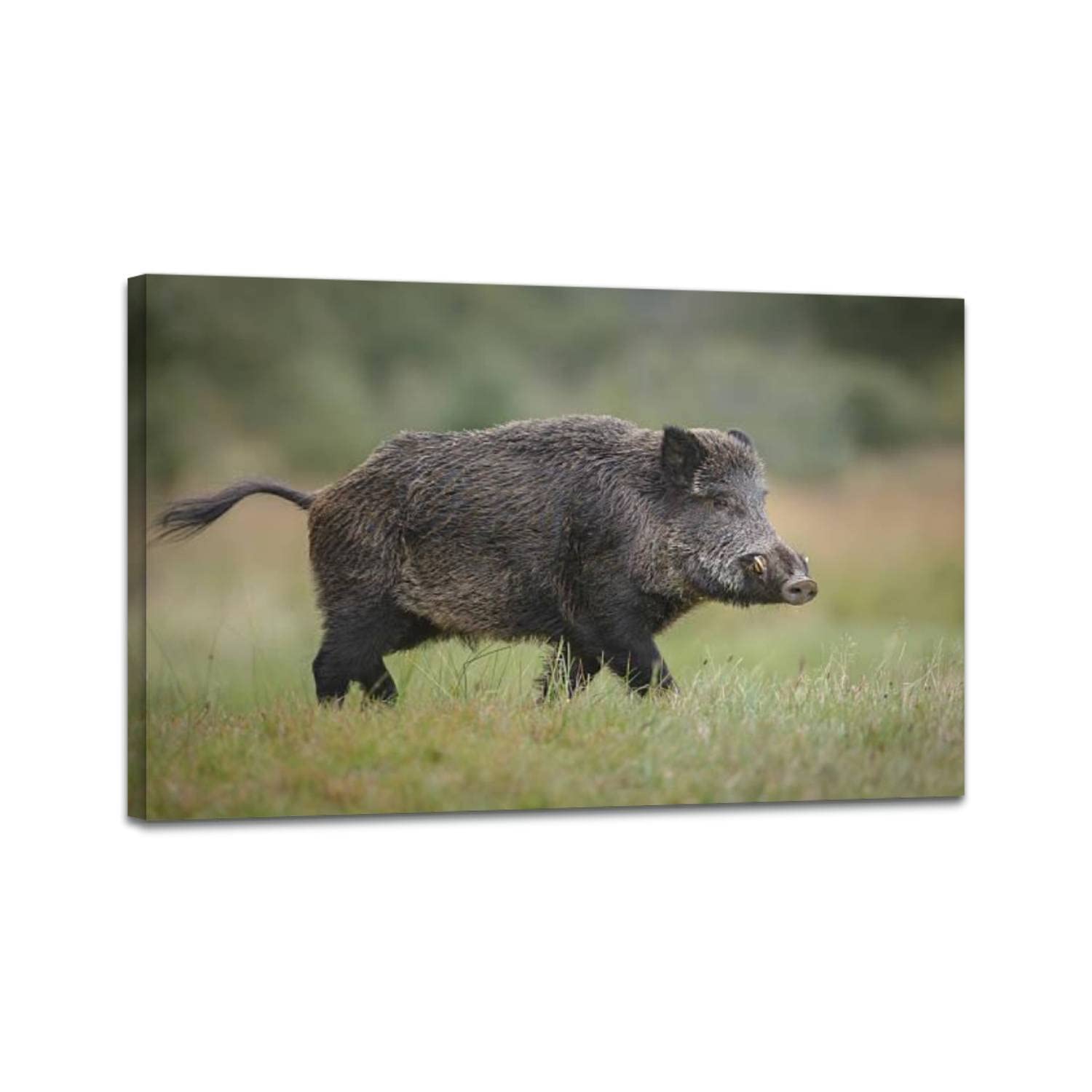 Wild Boar in Forest Clearing Canvas Wall Art - Modern Stretched & Framed Painting Poster (24x36