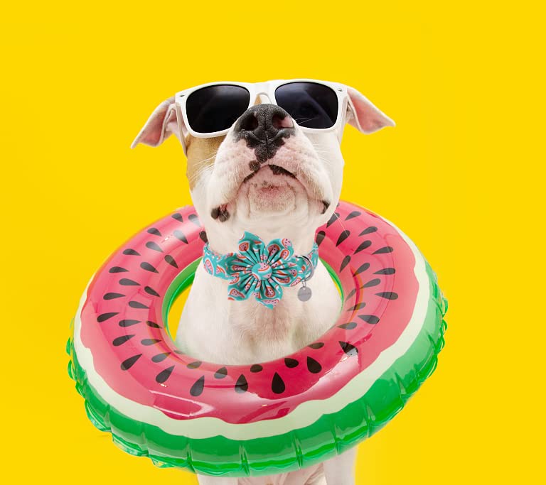 DOGWONG Summer Watermelon Dog Collar with Bowtie - Green Fruit Pattern Adjustable Pet Collar for Small Medium Large Dogs - Perfect for Summer Outings, Beach Trips & Pet Photoshoots