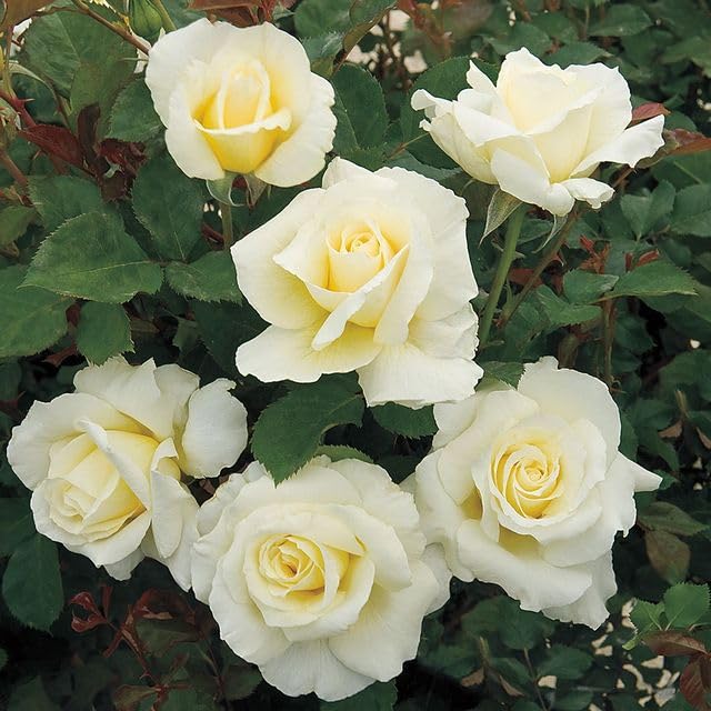 Heirloom Roses White Licorice™ Yellow Floribunda Rose Bush - Live Outdoor Planting, Fragrant Garden Flowers for Landscaping & Home Decor
