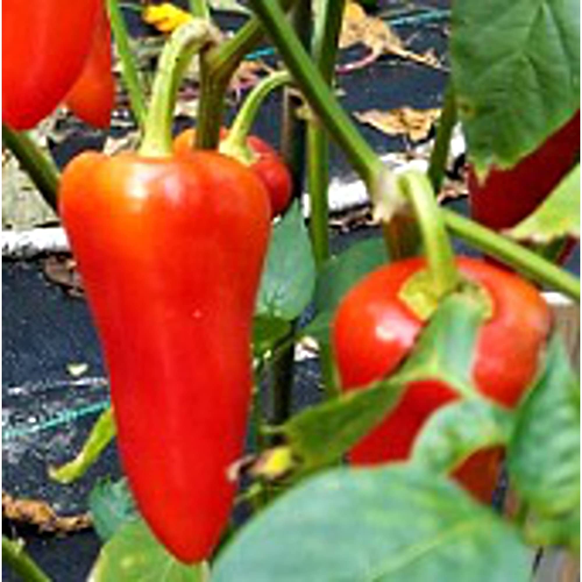 Havasu Hot Peppers Seeds (20+ Seeds) - Non-GMO Heirloom Vegetable Seeds for Planting | Home Garden, Greenhouse & Container Gardening | Perfect for Salsa, Hot Sauce & Spicy Recipes